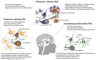 Microglia in Neurological Diseases: A Road Map to Brain-Disease Dependent-Inflammatory Response